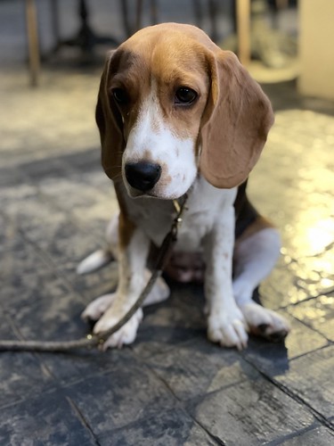 Coco the beagle at a restaurant