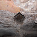 Solution pockets in cave ceiling (Pahasapa Limestone, Lower Mississippian; Wind Cave, Black Hills, South Dakota, USA) 6