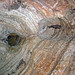 Solution pockets in cave ceiling (Pahasapa Limestone, Lower Mississippian; Wind Cave, Black Hills, South Dakota, USA) 5