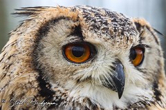 Bengal / Indian Eagle Owl