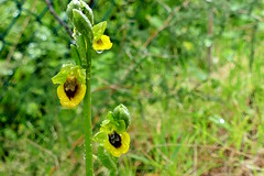 Mosques grogues ( Ophrys lutea)