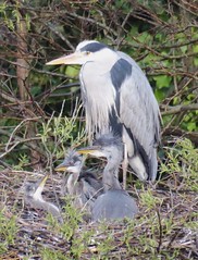 Grey Herons' Nest, River Ravensbourne, Deptford, SE London