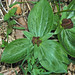 Trillium sessile (toadshade) (Newark, Ohio, USA) 9