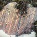 Base Rock of Coll & Tiree is is Lewisian Gneiss which is 3100 to 1800 million years old