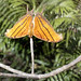 Ruddy daggerwing butterfly -   Corkscrew Swamp Sanctuary -  Naples   Florida