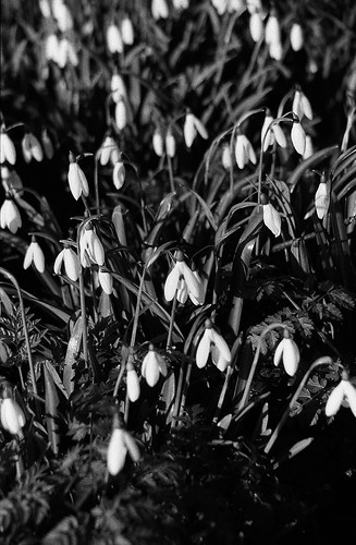 Snow Drops St Mary's Cemetry