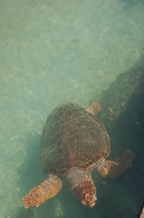 Tortuga del acuario de Isla Palma