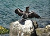 Black Sea Birds: Cormorant
