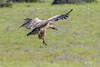 Griffon Vulture (Gyps fulvus) at carcass Bolonia Spain_7688