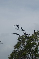 Aves en Isla Maravilla