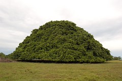 El Ã¡rbol de GuacarÃ-
