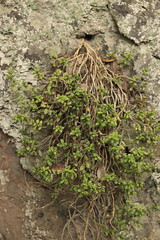 Crassulaceae, Monanthes anagensis, Anaga mountains, Tenerife, 23rd Feb 2024 01