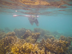 Nadando entre corales