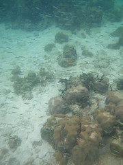 Corales en San Bernardo
