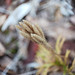 Spores of Ground Pine