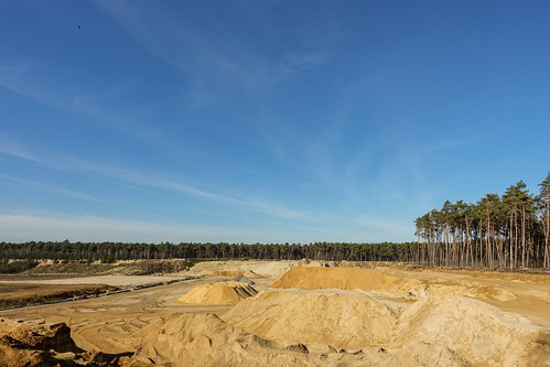 Sand plant in the forest