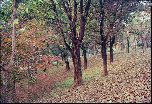 slope with fallen leaves