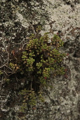 Crassulaceae, Monanthes anagensis, Anaga mountains, Tenerife, 23rd Feb 2024 02