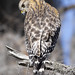 Red shouldered hawk -  Circle B Bar Reserve -  Lakeland - Polk County Florida