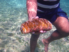 Pepino de mar
