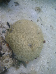 Corales en San Bernardo