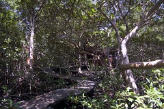 Caminos entre el manglar
