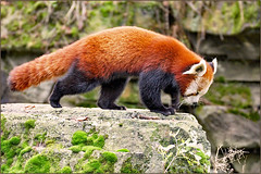 Red panda, also red cat-bear