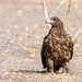 Steppe eagle in scrubland