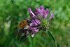 Common carder bumblebee, Bombus pascuorum