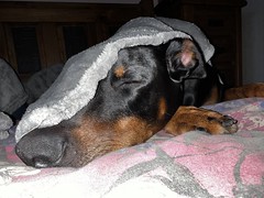 Under His Blanket - Dobie Saxon
