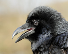 Raven Corvus corax