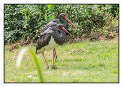 Black Storks (Ciconia nigra) 2 clicks for large