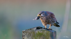 Male Kestrel, with Vole