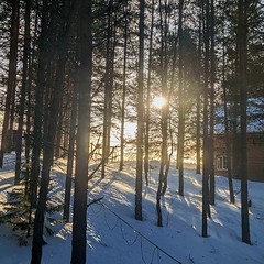 Sun behind the trees