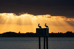 Pelican sunset  (In Explore)