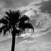2024 (challenge No. 1- old unpublished pics) - Day 63 - Palm in contre joir, Marrakech, Morocco 2022