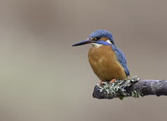 Kingfisher - Alcedo atthis by caroline legg on flickr
