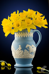 Spring daffodils Wedgewood style