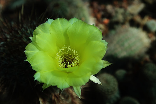Cactus flower 271a