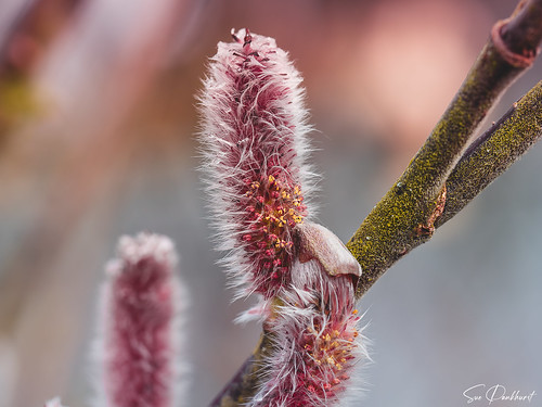 Pussy Willow 1