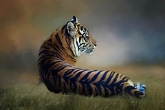 Female Sumatran Tiger