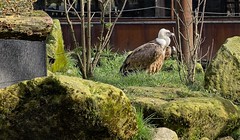 Gaia | Eurasian griffon vulture