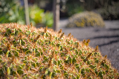 Ferocactus robustus in Jardin de Cactus