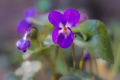 Plat du jour: violettes sauvages sur lit de tendre bokeh