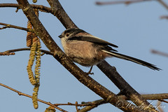 Long Tailed Tit-1256
