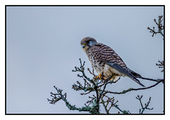 Kestrel - (Falco tinnunculus) double click for a close up