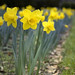 Daffodils -  Bassett Hall -  Williamsburg  Virginia