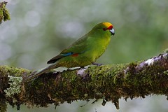 Perruche à tête d'or - Yellow-crowned Parakeet / Kakariki