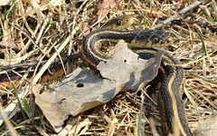 eastern garter snakes (Thamnophis sirtalis sirtalis) at Cardinal Marsh IA 854A5441