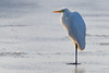 Great egret on the ice